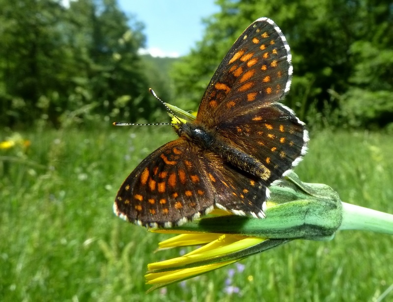 alla ricerca della Melitaea diamina